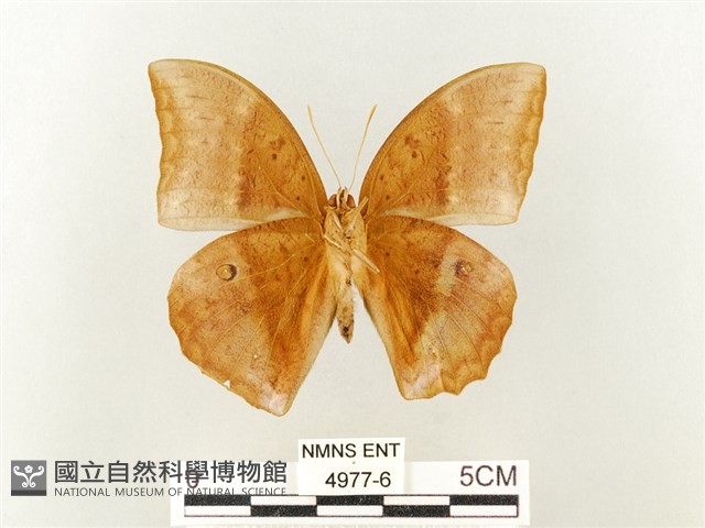 方環蝶藏品圖，第2張