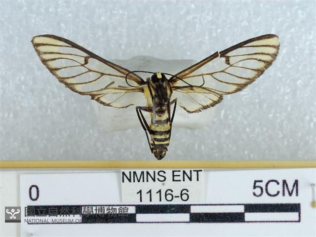 登錄號:001116-00006藏品圖，第2張