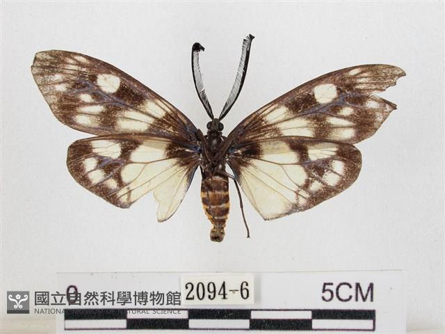 蓬萊茶斑蛾藏品圖，第2張