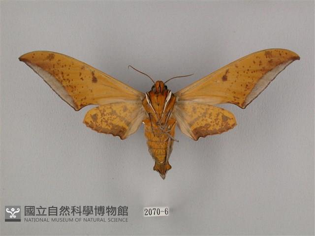 裂斑鷹翅天蛾藏品圖，第2張