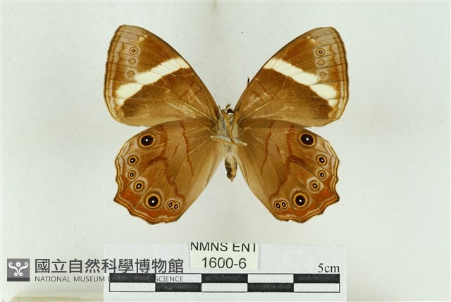 深山黛眼蝶藏品圖，第2張