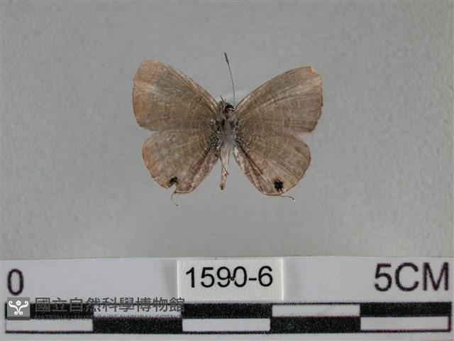 波灰蝶藏品圖，第2張