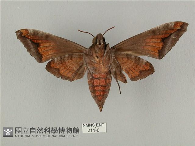 全緣缺角天蛾藏品圖，第2張