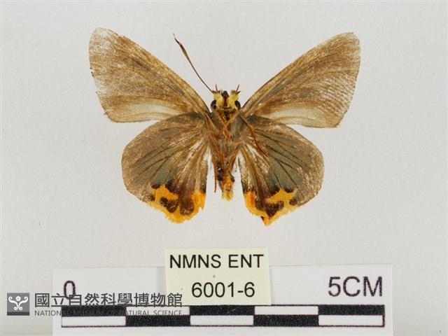 褐翅綠弄蝶藏品圖，第2張