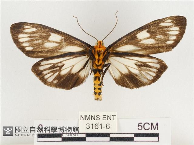 巨網燈蛾藏品圖，第2張