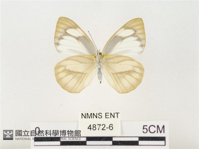 鑲邊尖粉蝶藏品圖，第2張