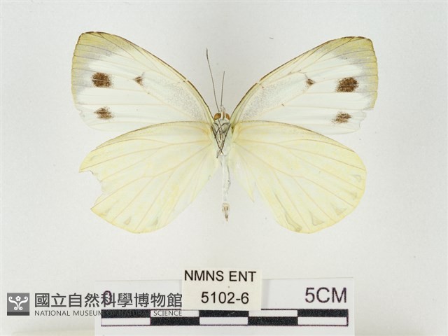 飛龍白粉蝶藏品圖，第2張
