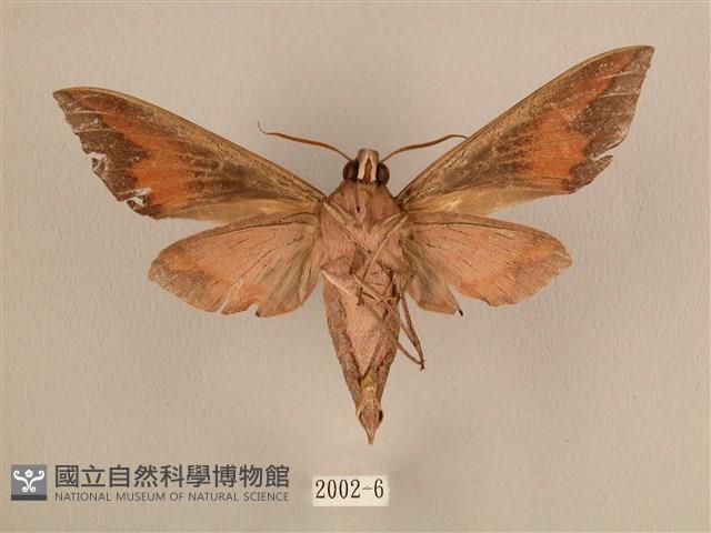 背中白天蛾藏品圖，第2張