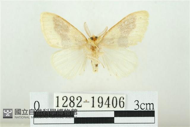寬紋黃毒蛾藏品圖，第2張
