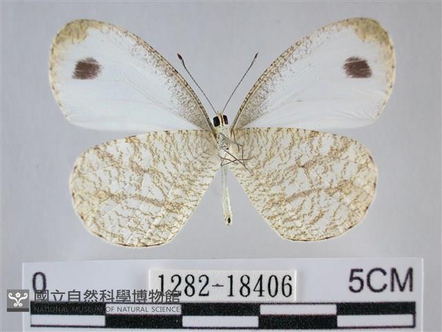 纖粉蝶藏品圖，第2張