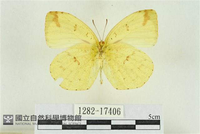 北黃蝶藏品圖，第2張