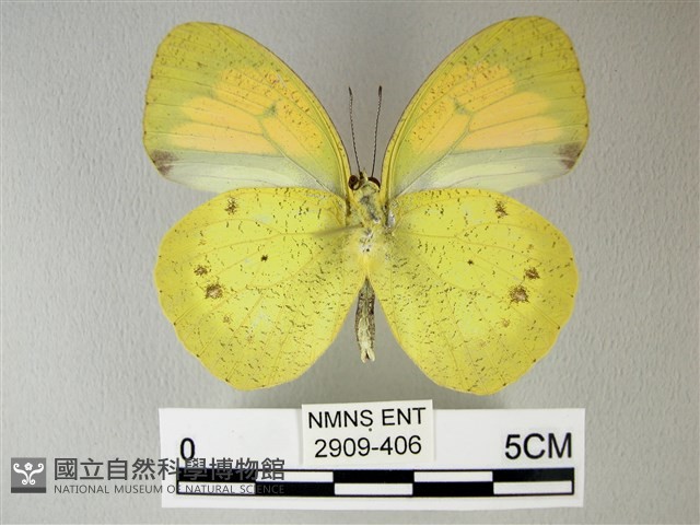 異粉蝶、雌白黃蝶藏品圖，第2張