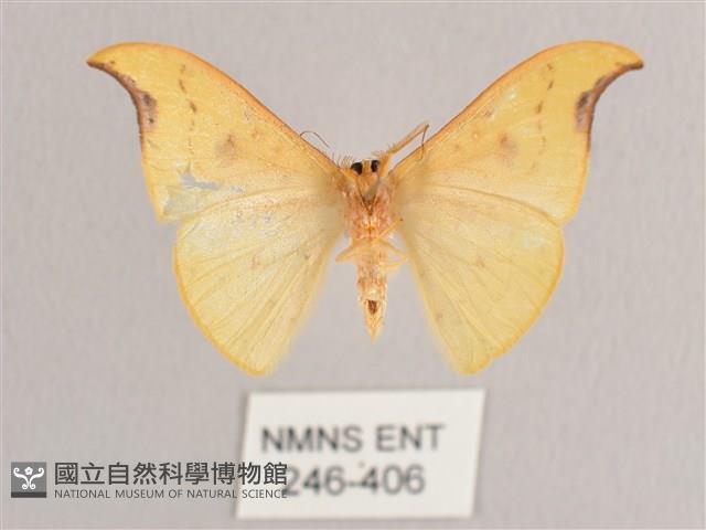 彎黑黃鉤蛾藏品圖，第2張