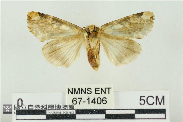 連珠波紋蛾藏品圖，第2張