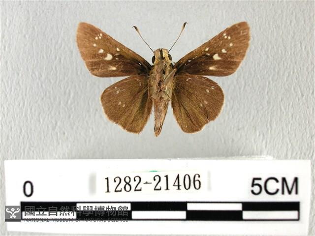 禾弄蝶藏品圖，第2張