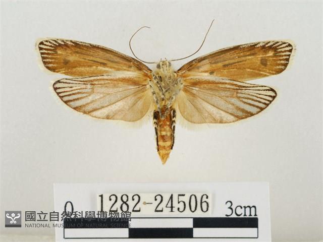 線紋篩蛾藏品圖，第2張
