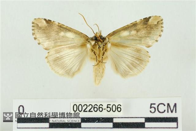 連珠波紋蛾藏品圖，第2張