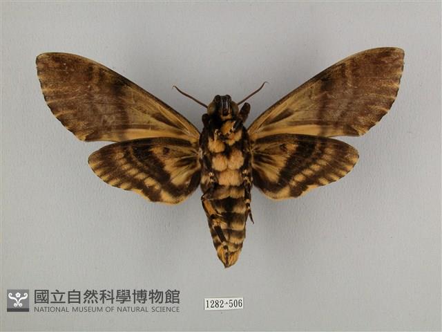 鬼臉天蛾藏品圖，第2張