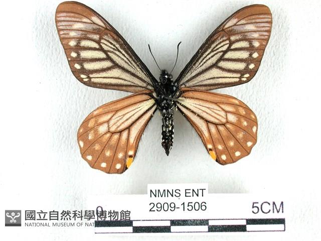 黃星斑鳳蝶藏品圖，第2張