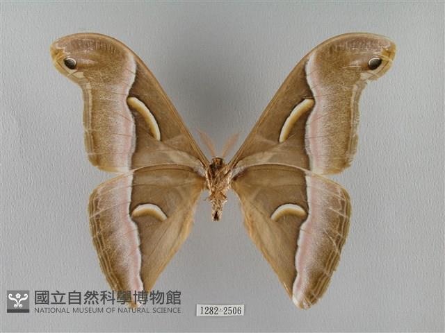 眉紋天蠶蛾藏品圖，第2張