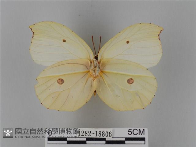 圓翅鉤粉蝶藏品圖，第2張