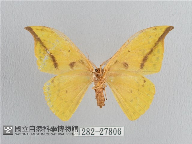 黃鉤蛾藏品圖，第2張