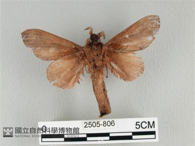 大褐斑枯葉蛾藏品圖，第2張