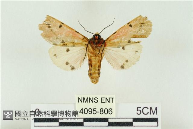 棍棒污燈蛾藏品圖，第2張