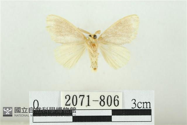 黑翅黃毒蛾藏品圖，第2張