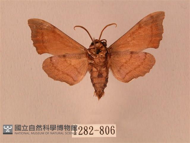 楓天蛾藏品圖，第2張