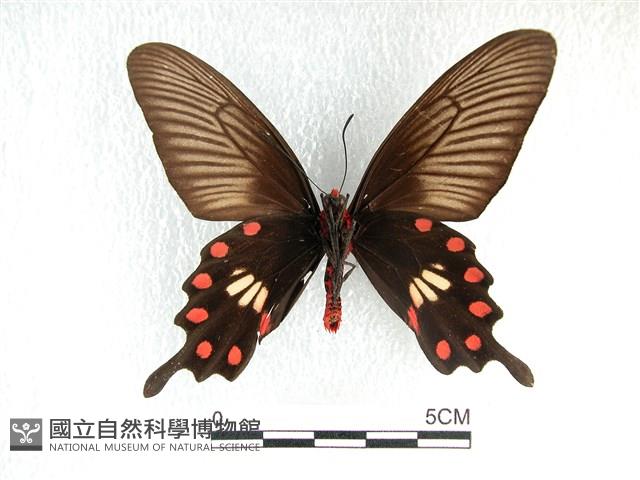 紅珠鳳蝶藏品圖，第2張