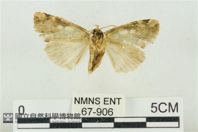 連珠波紋蛾藏品圖，第2張