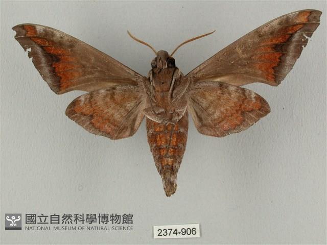 全緣缺角天蛾藏品圖，第2張