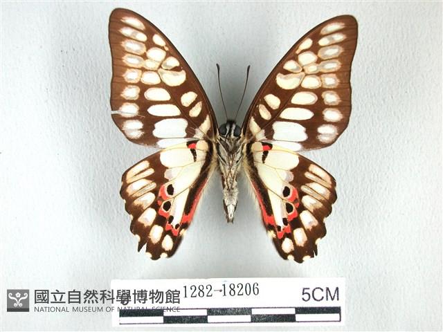 木蘭青鳳蝶藏品圖，第2張