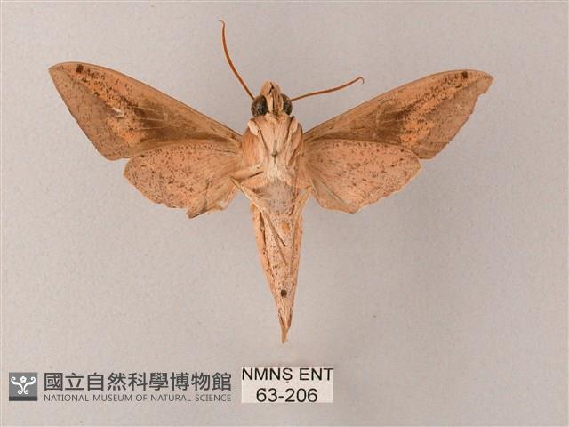 直翅斜紋天蛾藏品圖，第2張