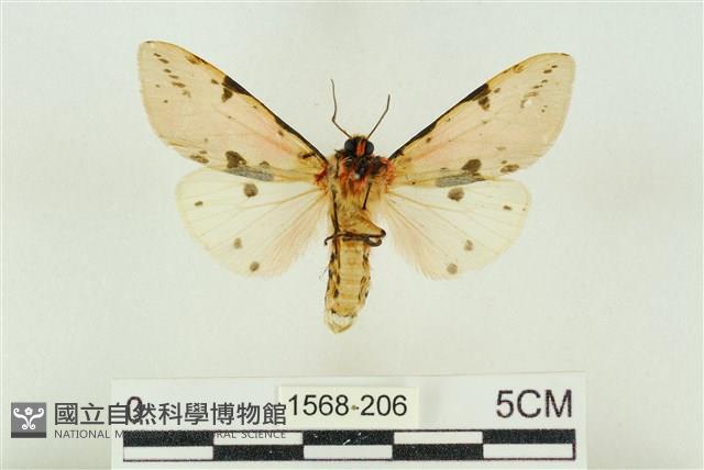 棍棒污燈蛾藏品圖，第2張