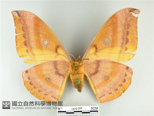 大透目天蠶蛾藏品圖，第2張