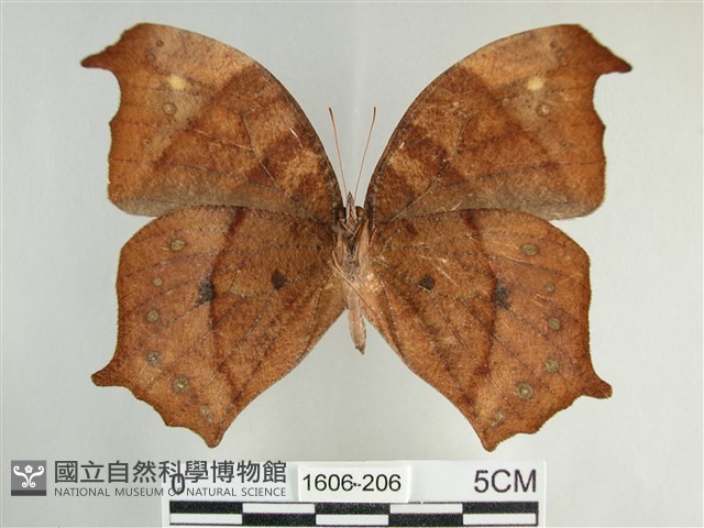 森林暮眼蝶、黑樹蔭蝶藏品圖，第2張