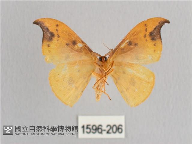 銀斑黃鉤蛾藏品圖，第2張