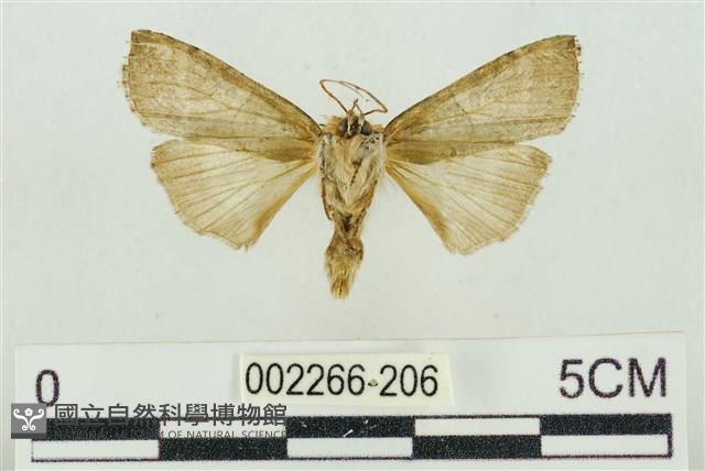 帶波紋蛾藏品圖，第2張