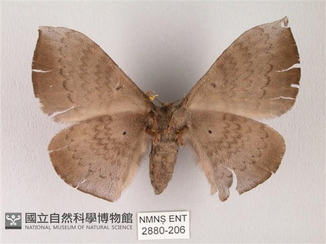 蓬萊灰紋帶蛾藏品圖，第2張