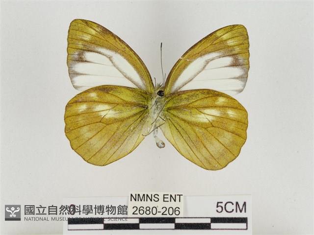 淡褐脈粉蝶藏品圖，第2張