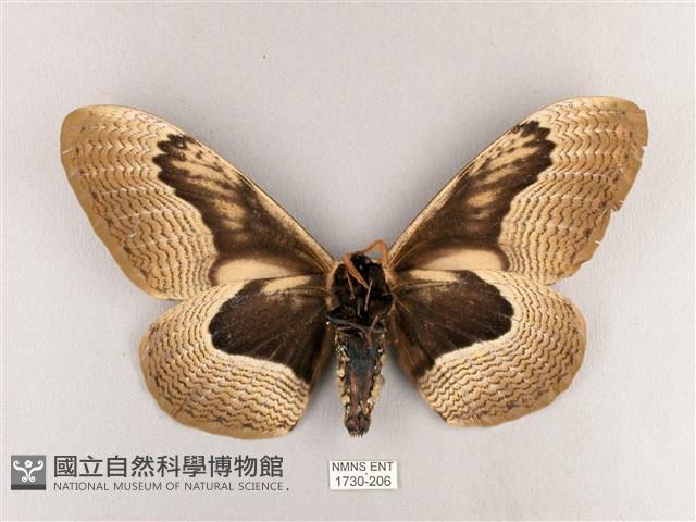 枯球籮紋蛾藏品圖，第2張