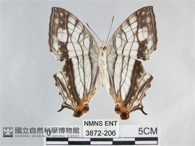 網絲蛺蝶、石牆蝶藏品圖，第2張