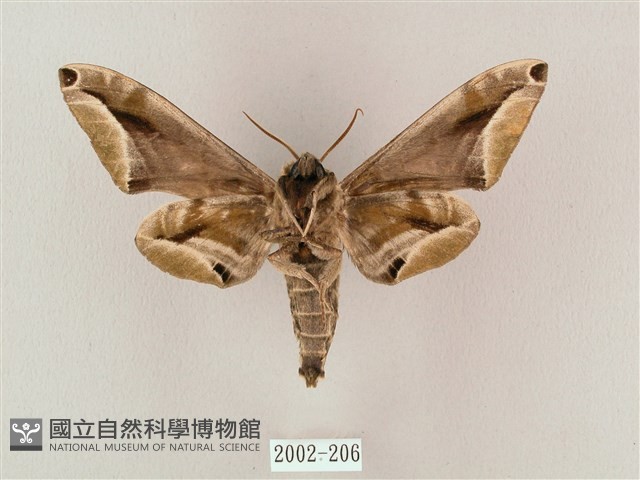 白點天蛾 藏品圖，第2張