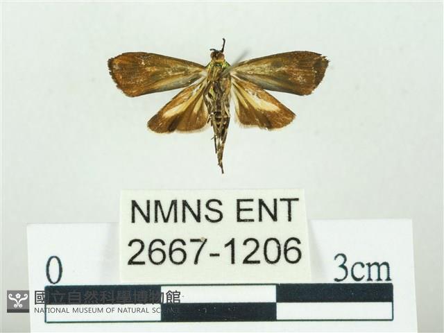 叉紋閃舞蛾藏品圖，第2張