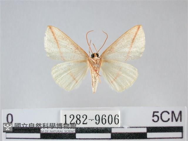 澄線尺蛾藏品圖，第2張
