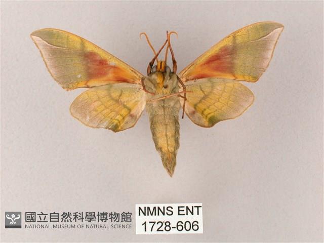 榆綠天蛾藏品圖，第2張