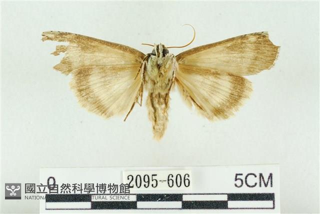 臺洒波紋蛾藏品圖，第2張