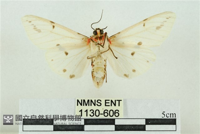 菊池污燈蛾藏品圖，第2張